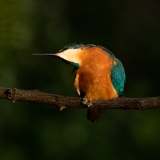 Martin-pêcheur