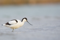 Avocette élégante
