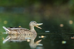 Canard colvert
