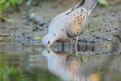 Tourterelle des bois