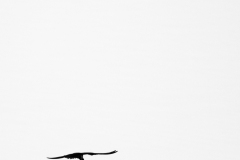 Guifette noire