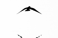 Guifette noire