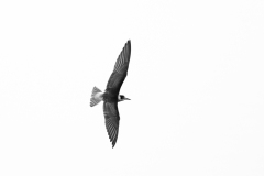 Guifette noire