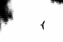 Guifette noire
