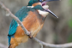 Martin-pêcheur