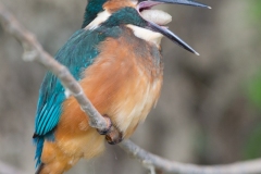 Martin-pêcheur