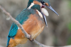 Martin-pêcheur