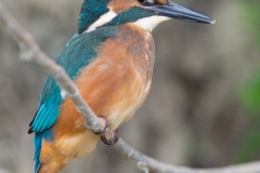 Martin-pêcheur