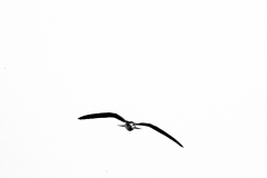 Guifette noire