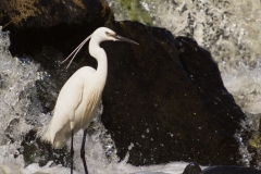 Aigrette garzette