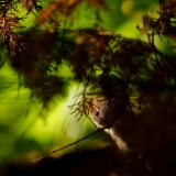 Hermine