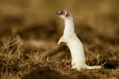 Hermine