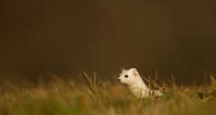 Hermine