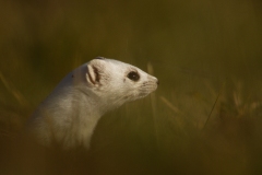 Hermine