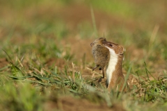Hermine et campagnol terrestre