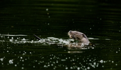 Loutre d'Europe