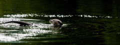 Loutre d'Europe