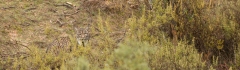 Lynx pardelle