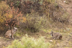 Lynx pardelle (couple)