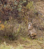 Lynx pardelle (couple)