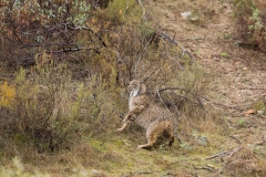 Lynx pardelle (couple)