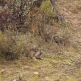 Lynx pardelle (accouplement)