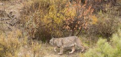 Lynx pardelle