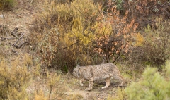 Lynx pardelle