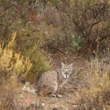 Lynx pardelle