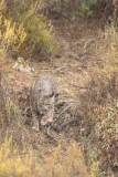 Lynx pardelle