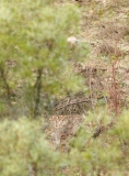 Lynx pardelle
