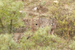 Lynx pardelle (couple)