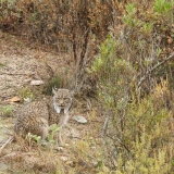 Lynx pardelle
