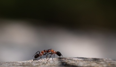 Fourmis rousses des bois
