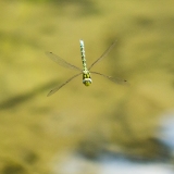 Libellule