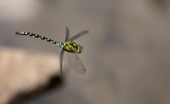 Libellule