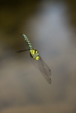 Libellule