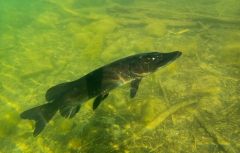 Grand brochet noir