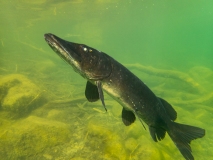 Grand brochet noir