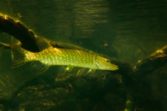 Grand brochet