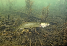 Grand brochet