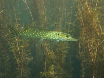 Grand brochet