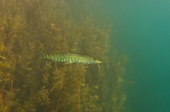 Grand brochet