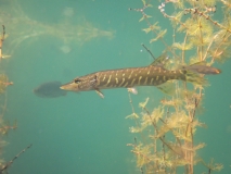 Grand brochet