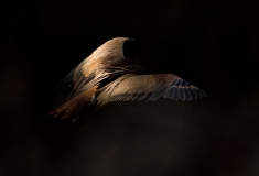 Vautour fauve