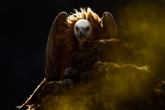 Vautour fauve