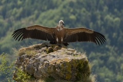 Vautour fauve