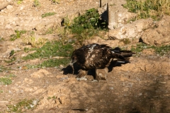 Gypaète barbu