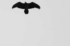 Gypaète barbu