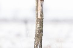 Hibou des marais
